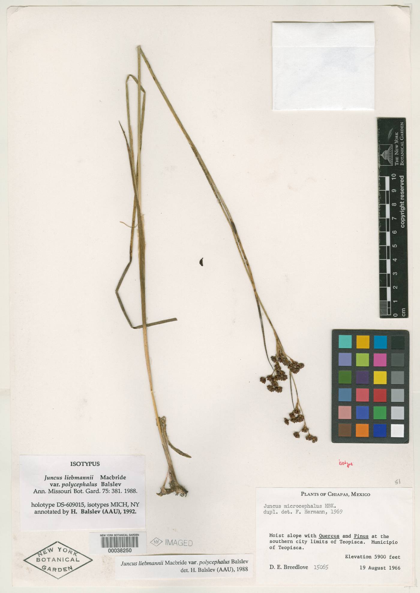 Juncus liebmannii var. polycephalus image