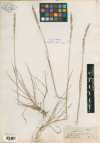 Elymus trachycaulus subsp. trachycaulus image