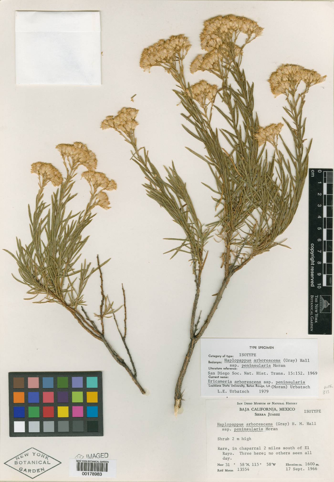 Ericameria parishii var. peninsularis image