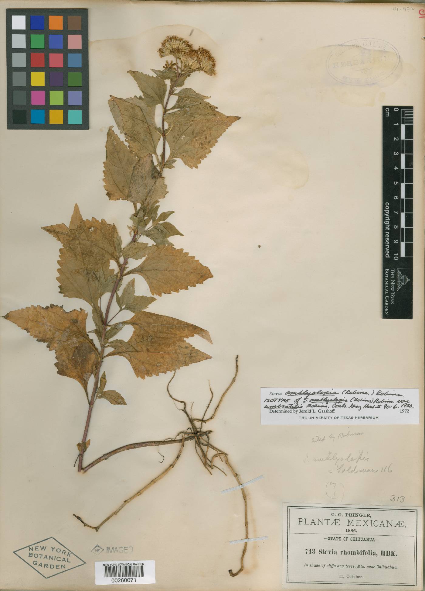 Stevia amblyolepis image