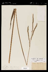 Paspalum floridanum image