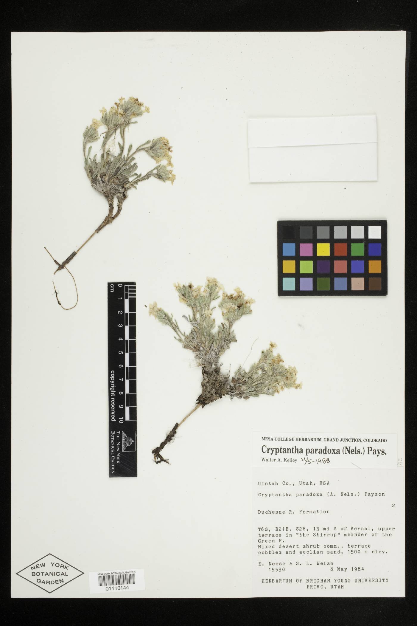 Oreocarya paradoxa image