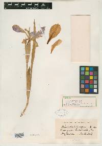 Iris violipurpurea image