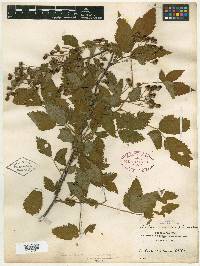 Rubus pensilvanicus image