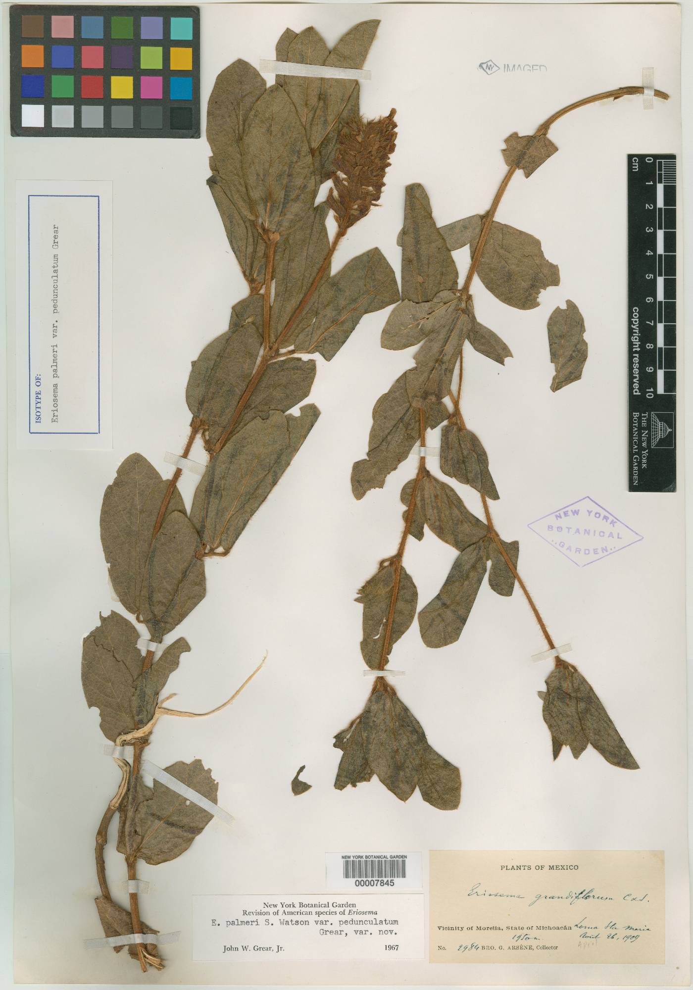 Eriosema palmeri var. pedunculatum image