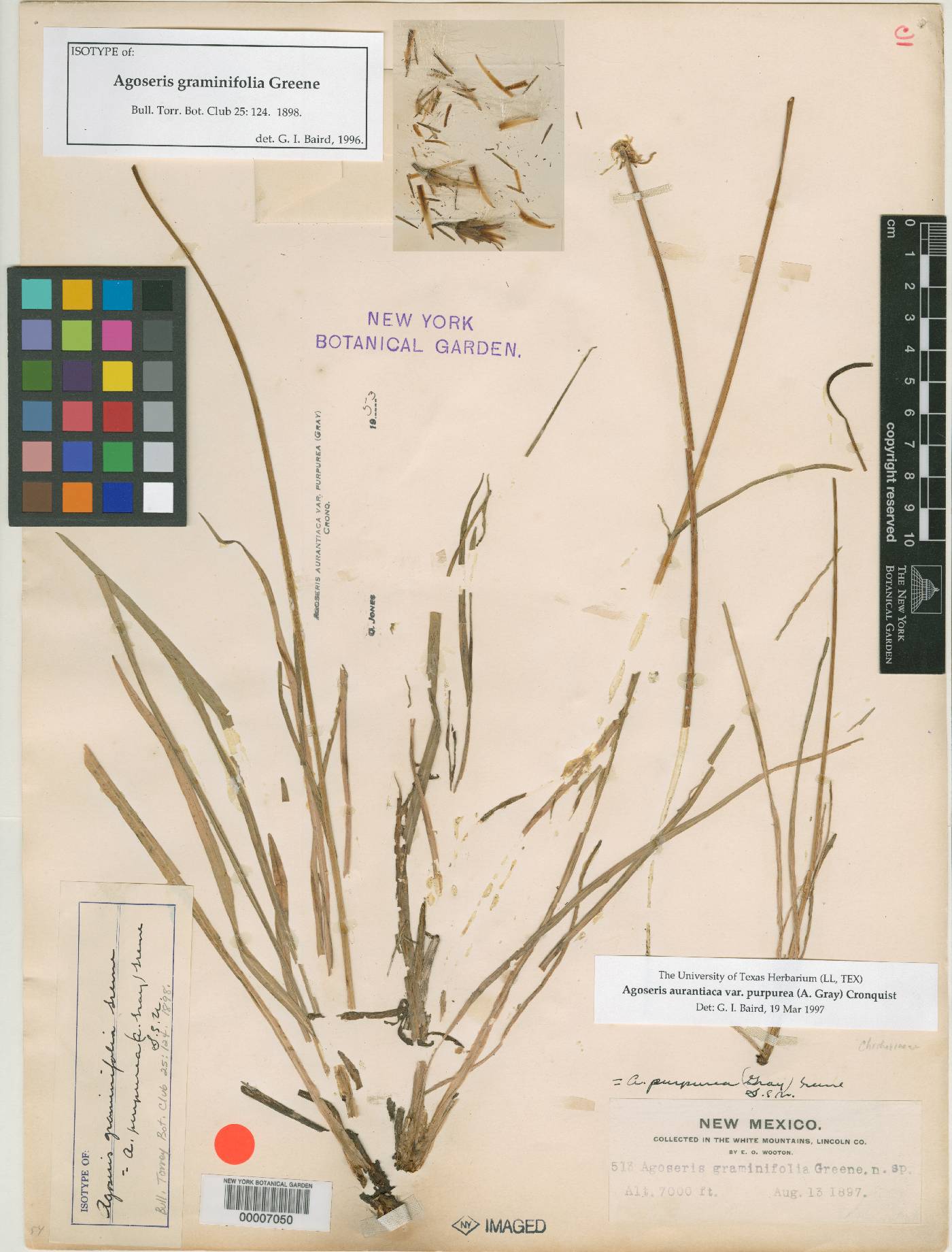 Agoseris aurantiaca var. purpurea image