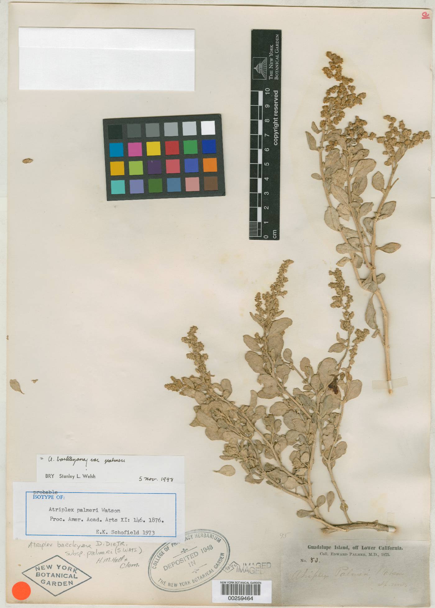 Atriplex barclayana subsp. palmeri image