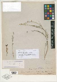Astragalus serotinus image
