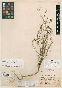 Epilobium brachycarpum image