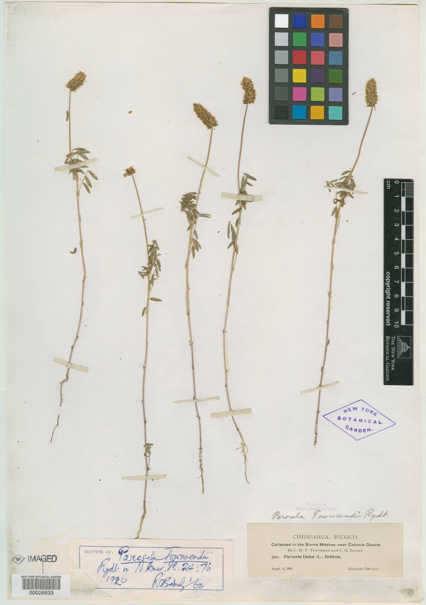 Parosela townsendii image