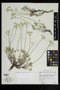 Eriogonum strictum image