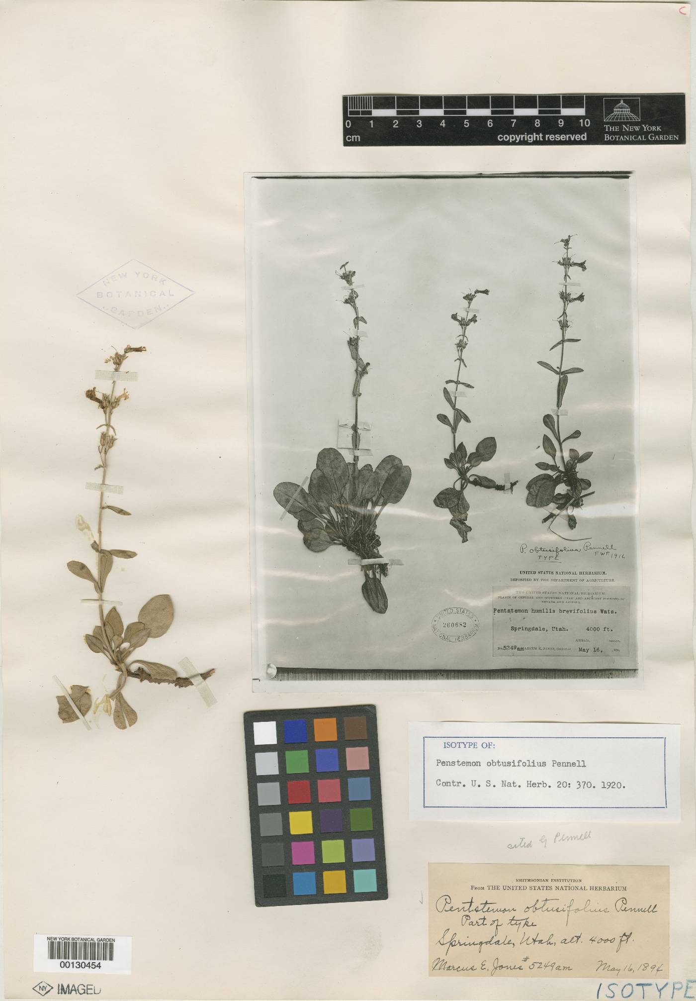 Penstemon obtusifolius image
