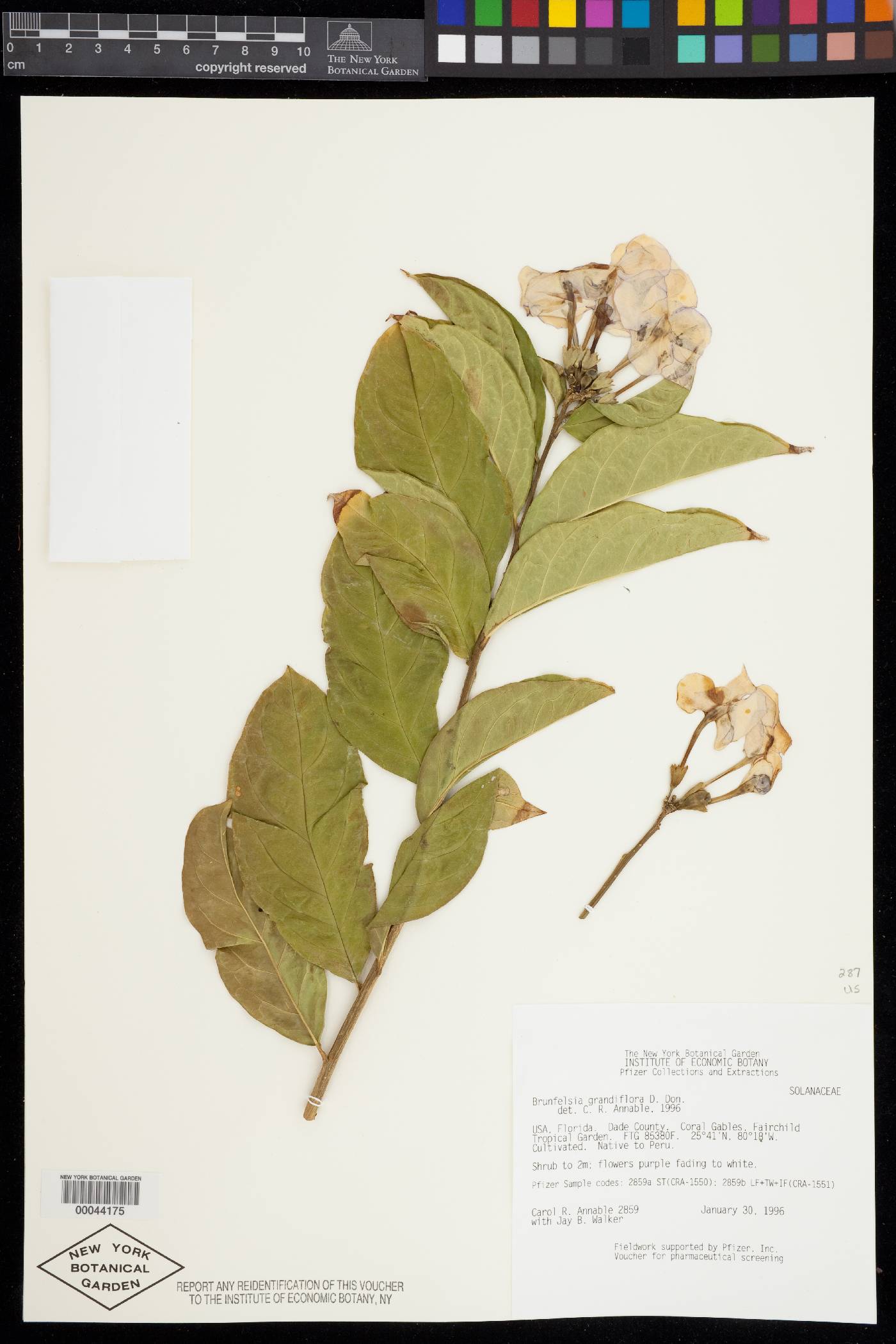 Brunfelsia grandiflora image