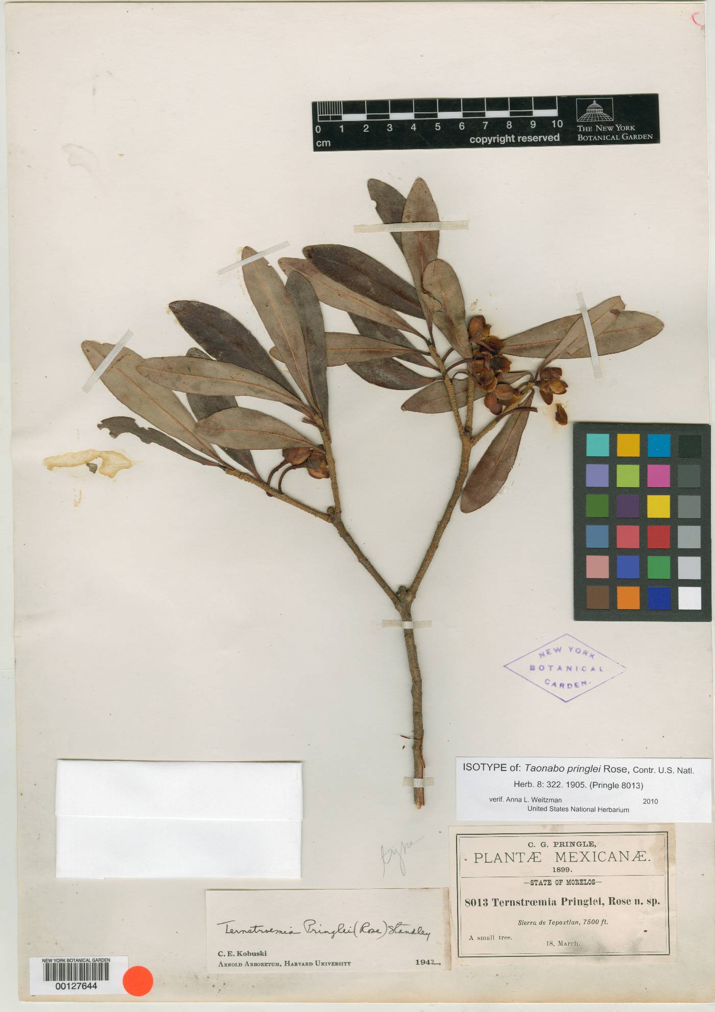 Ternstroemia lineata subsp. lineata image