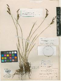Carex turgidula image