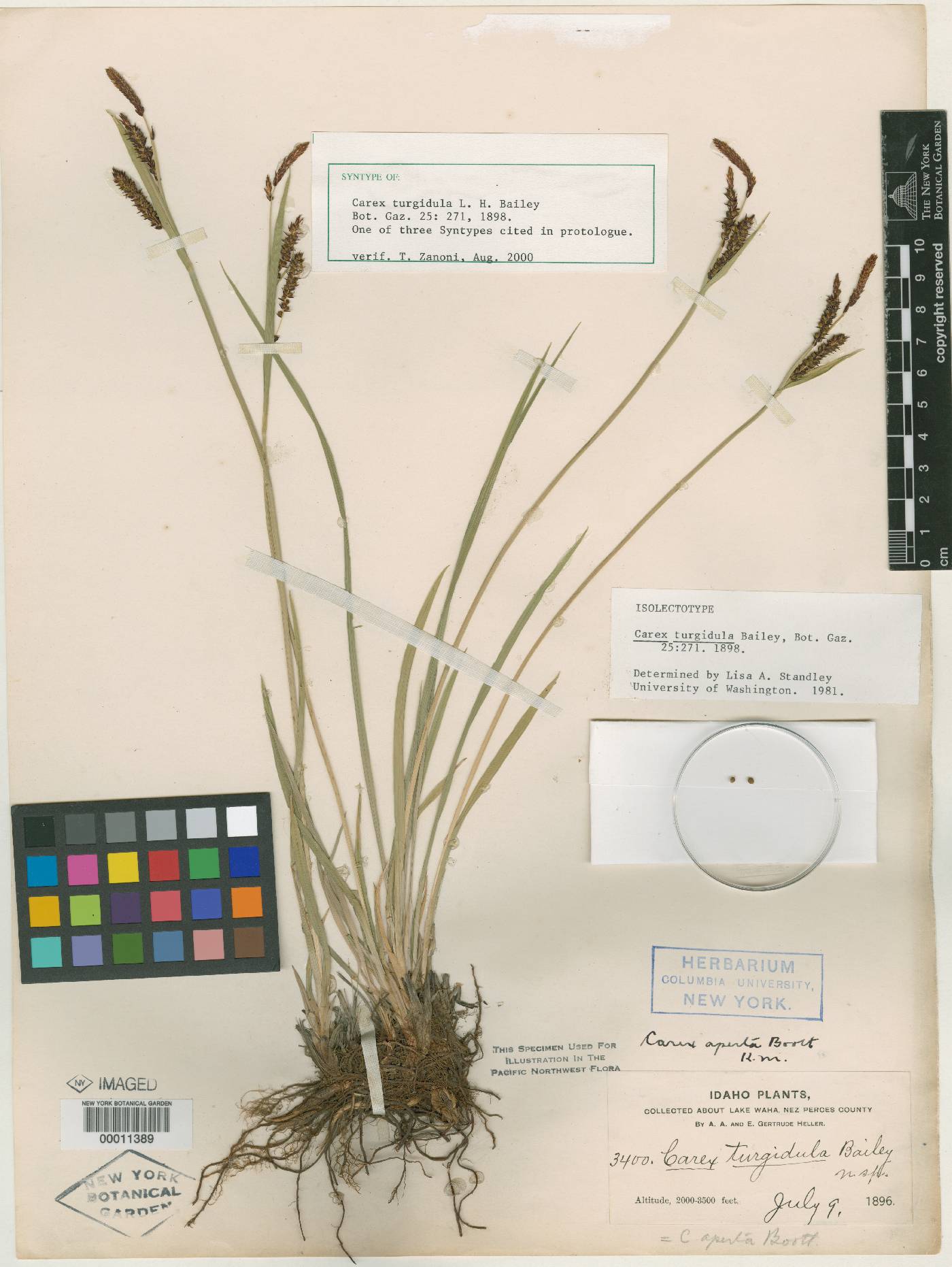 Carex turgidula image