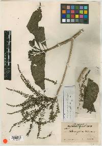 Alseis yucatanensis image