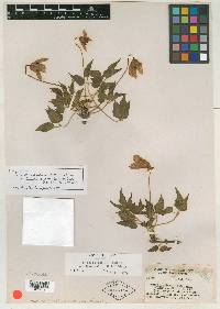 Clematis columbiana var. dissecta image