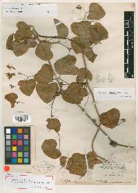 Smilax renifolia image