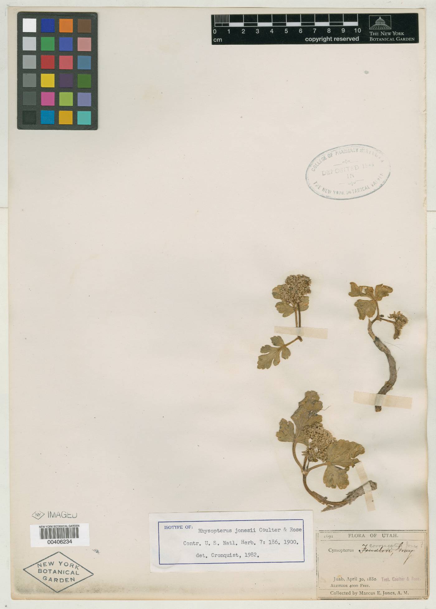 Rhysopterus jonesii image