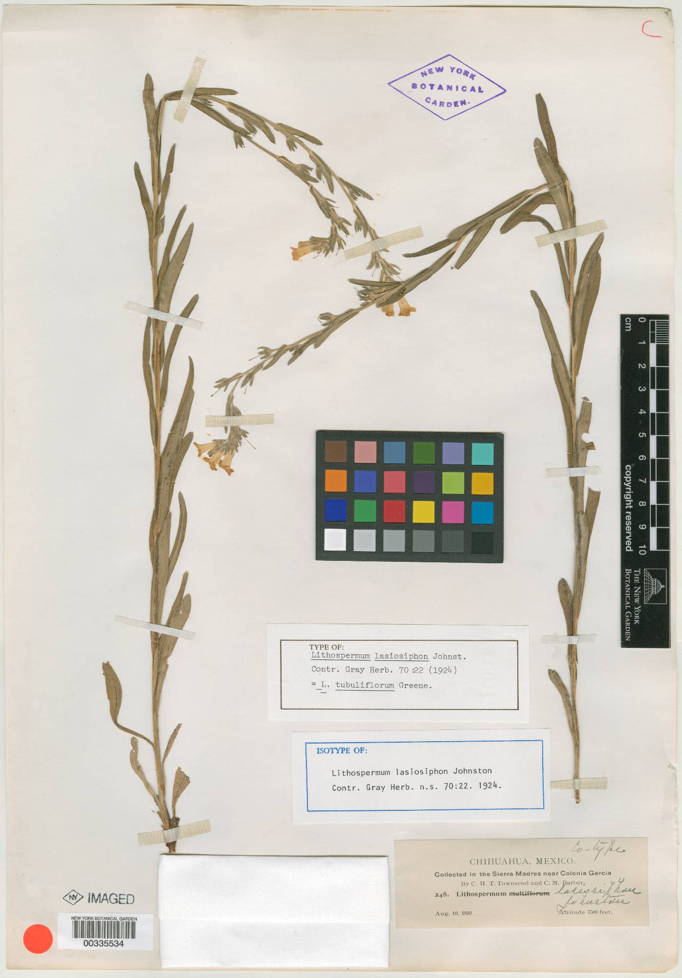 Lithospermum lasiosiphon image