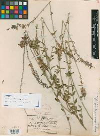 Salvia guadalajarensis image