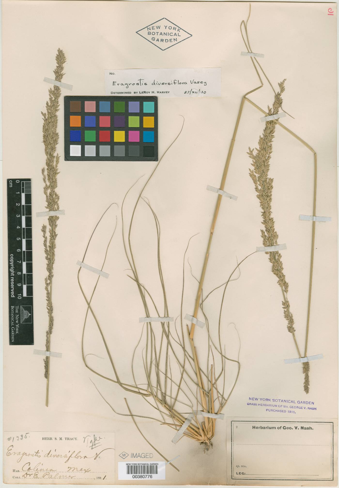 Eragrostis prolifera image