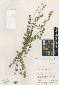 Hedysarum occidentale var. canone image
