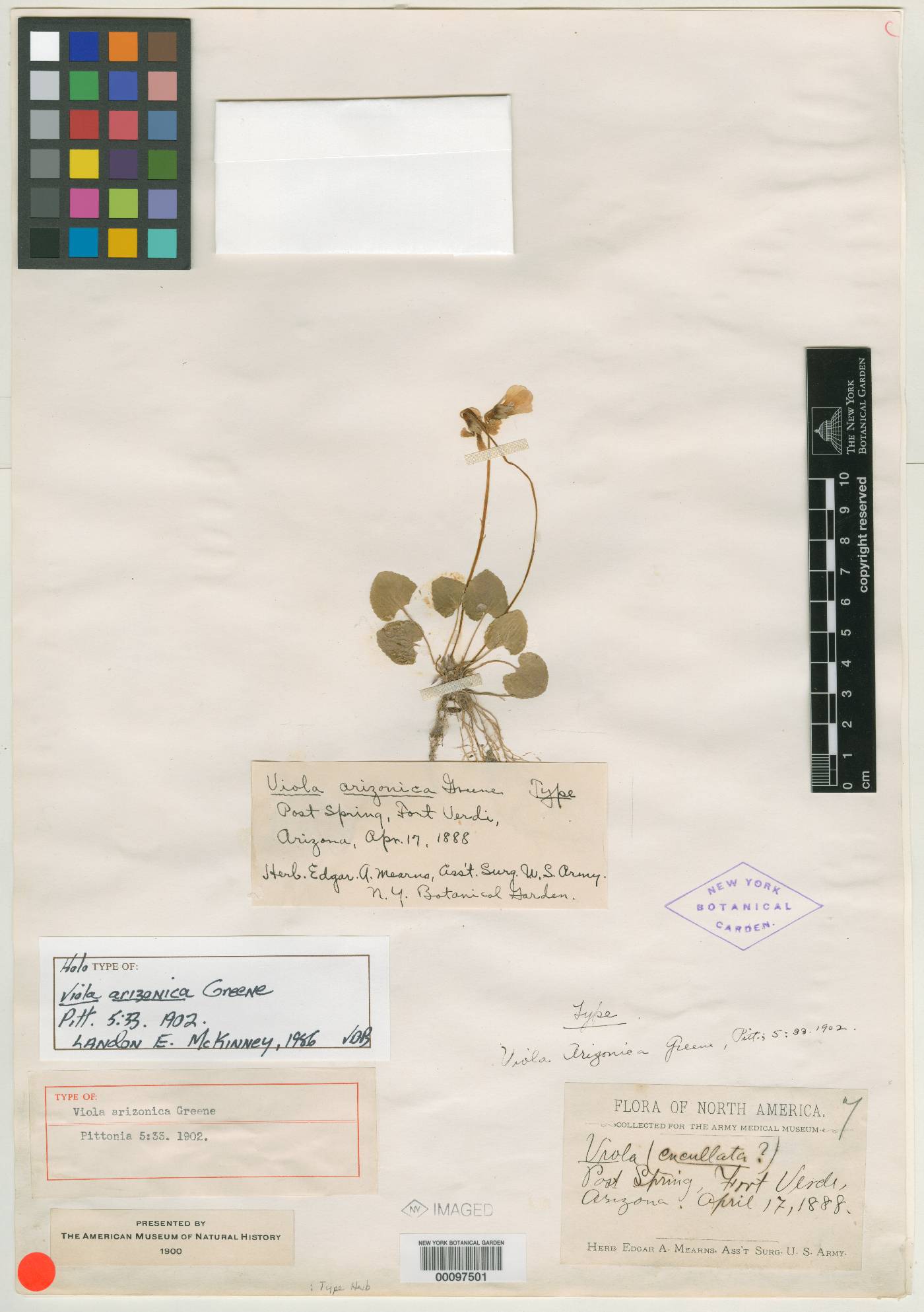 Viola arizonica image