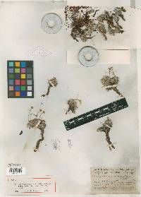 Eriogonum rhodanthum image