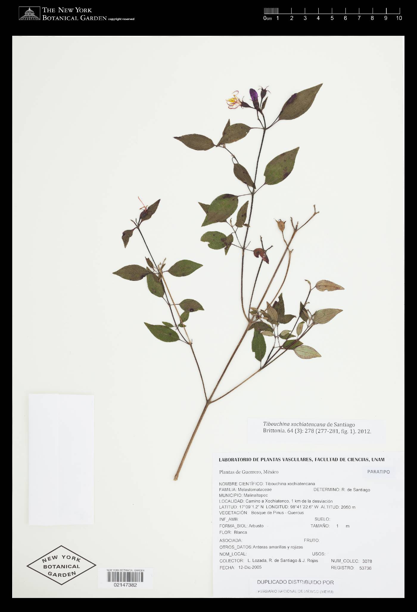 Tibouchina xochiatencana image