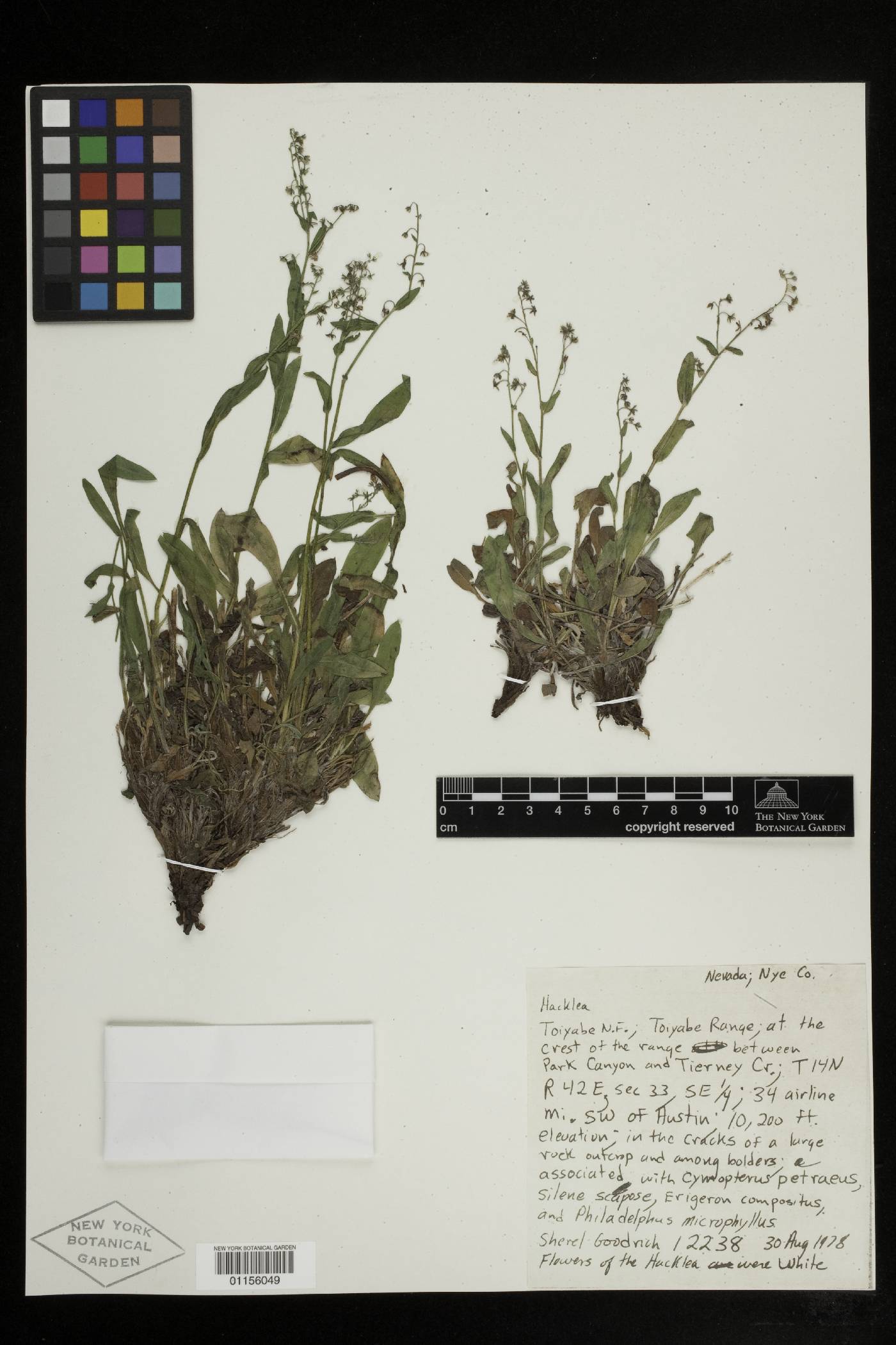 Hackelia sharsmithii image