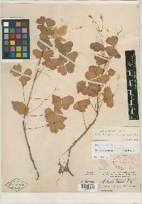 Oxalis grandis image