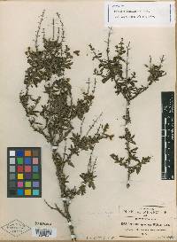Berendtia spinulosa image