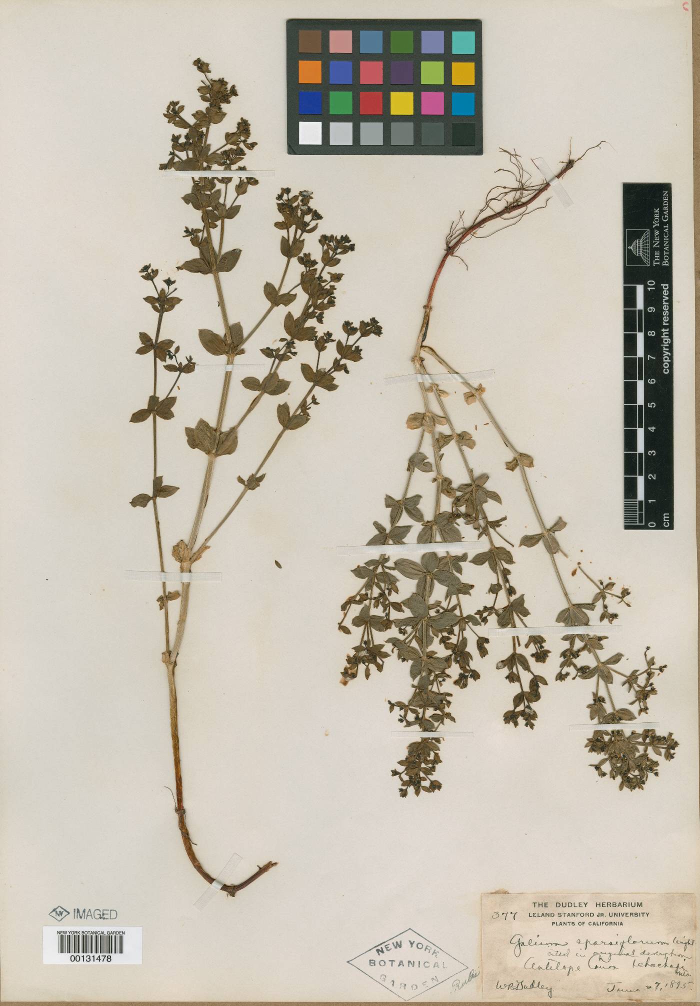 Galium sparsiflorum image