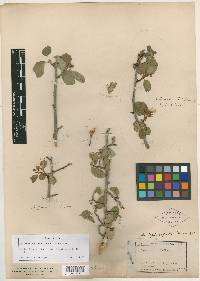 Amelanchier jonesiana image