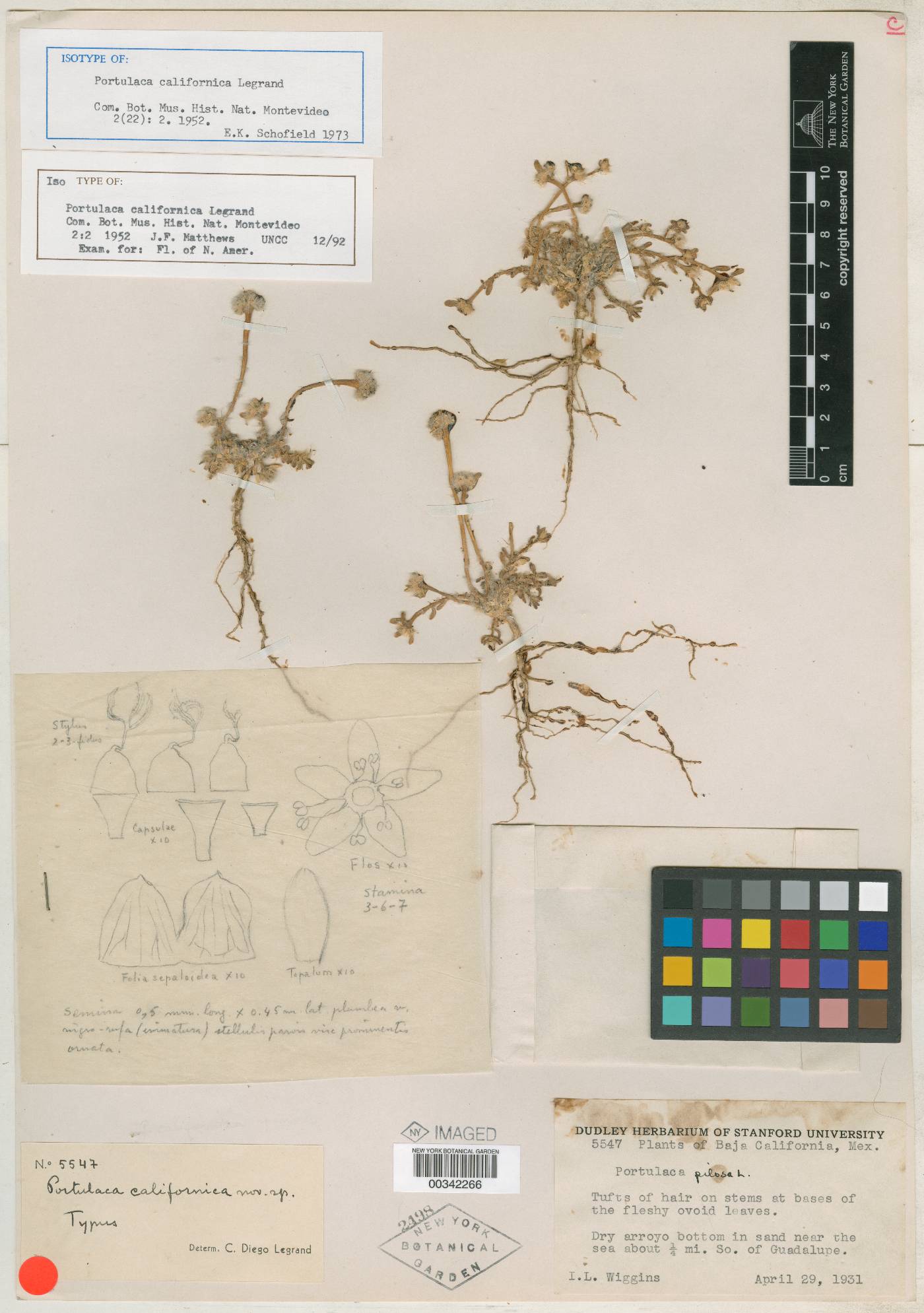 Portulaca californica image