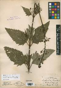 Scrophularia lanceolata image