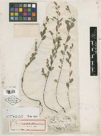 Phyllanthus platylepis image