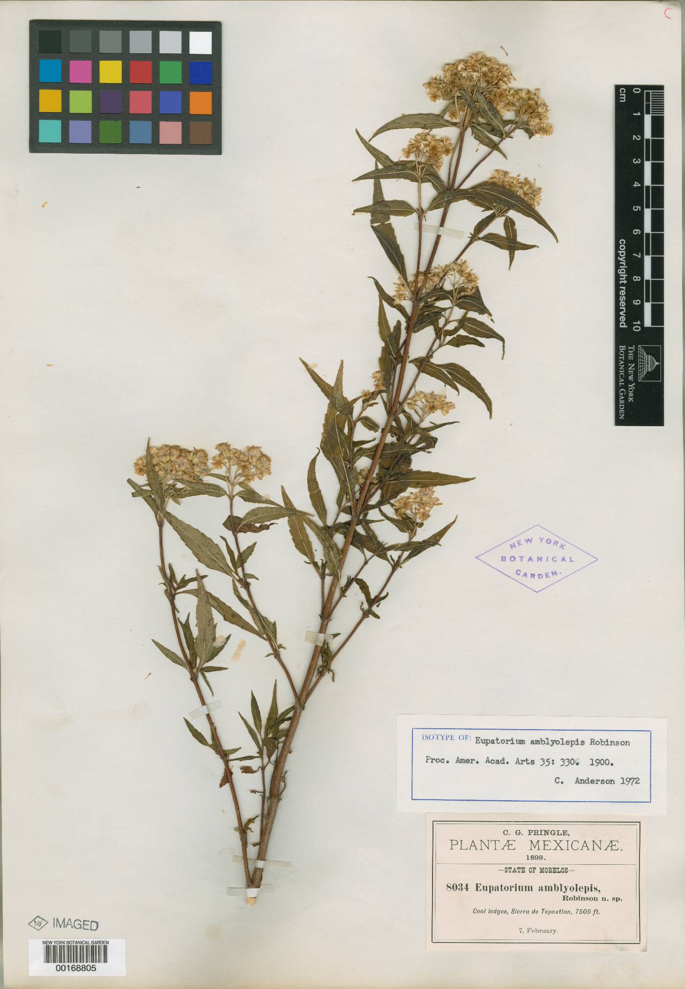 Ageratina amblyolepis image