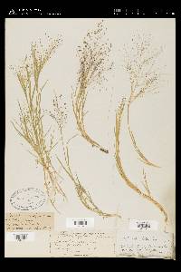 Muhlenbergia asperifolia image