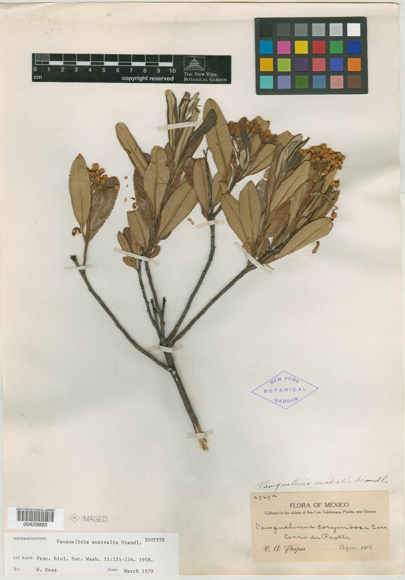 Vauquelinia australis image