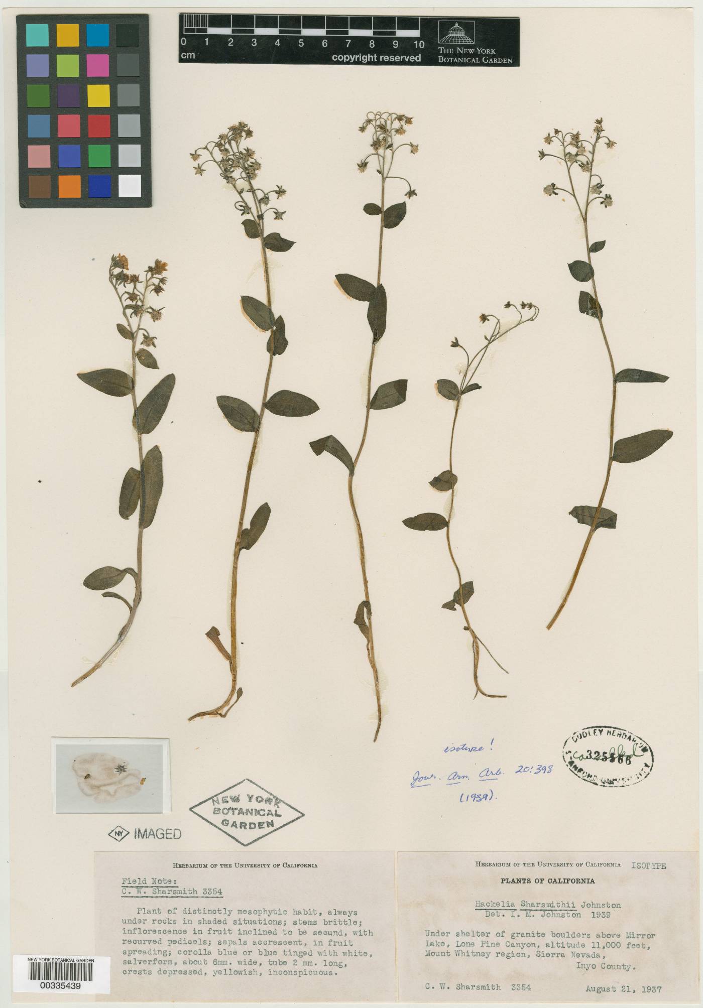 Hackelia sharsmithii image