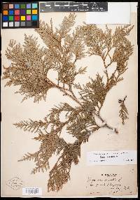 Thuja occidentalis image