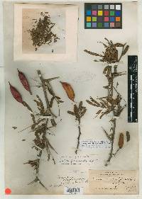 Acacia hernandezii image