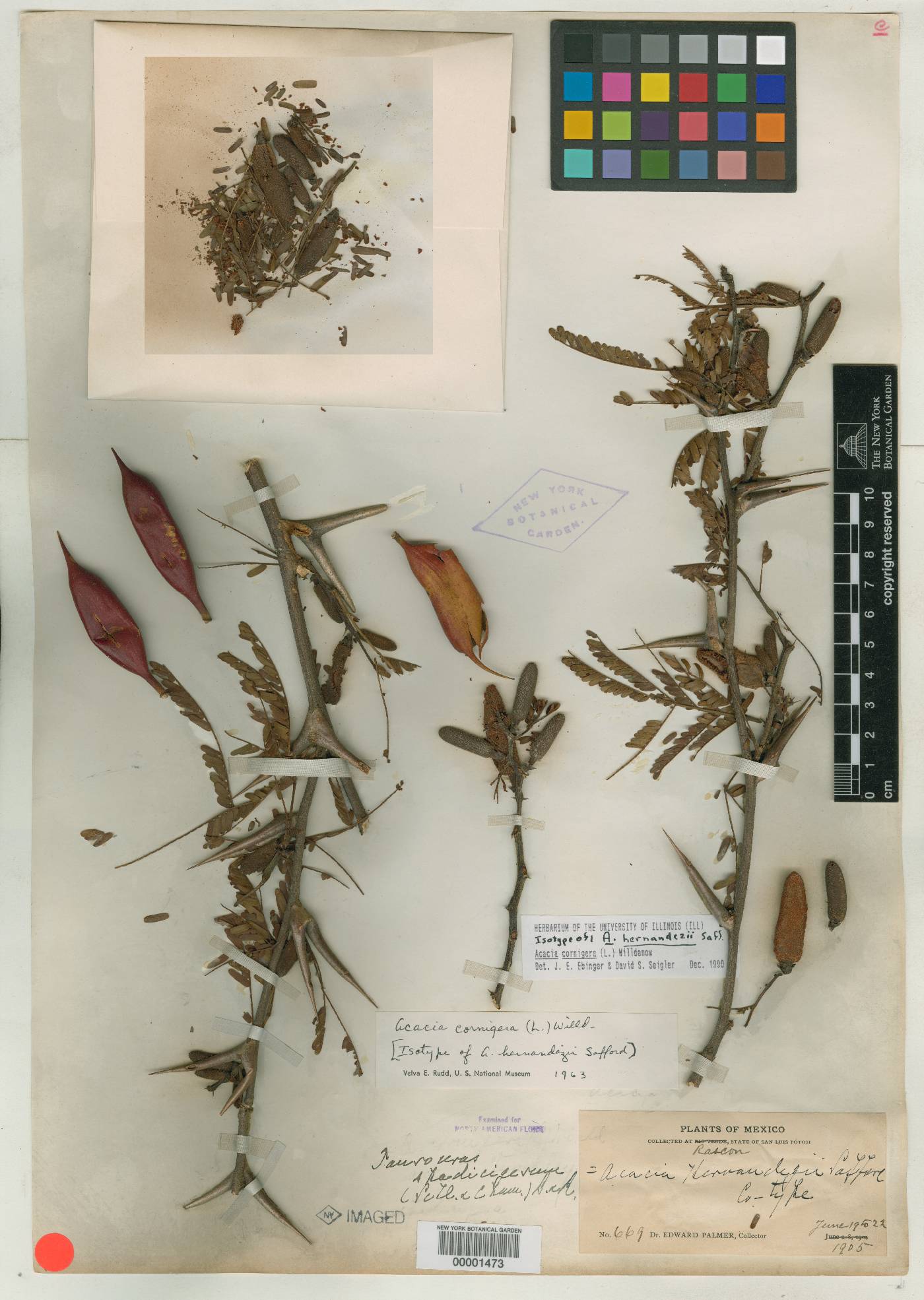 Acacia hernandezii image