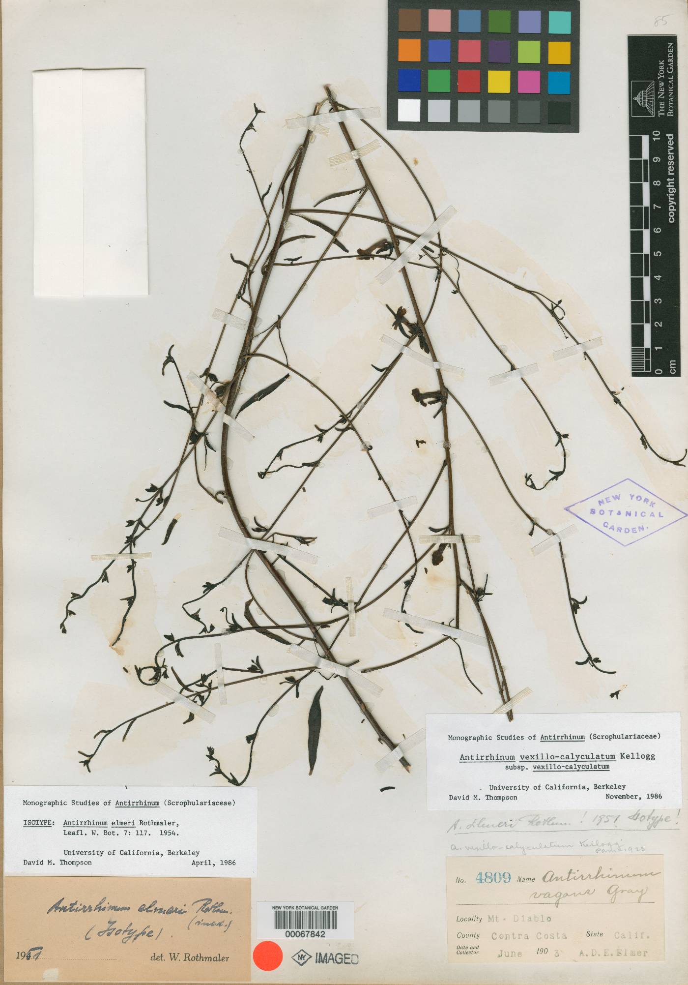 Sairocarpus elmeri image
