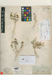 Franseria albicaulis image