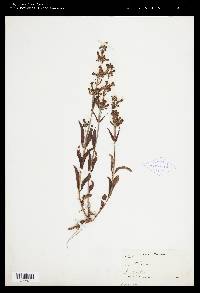 Penstemon attenuatus var. pseudoprocerus image