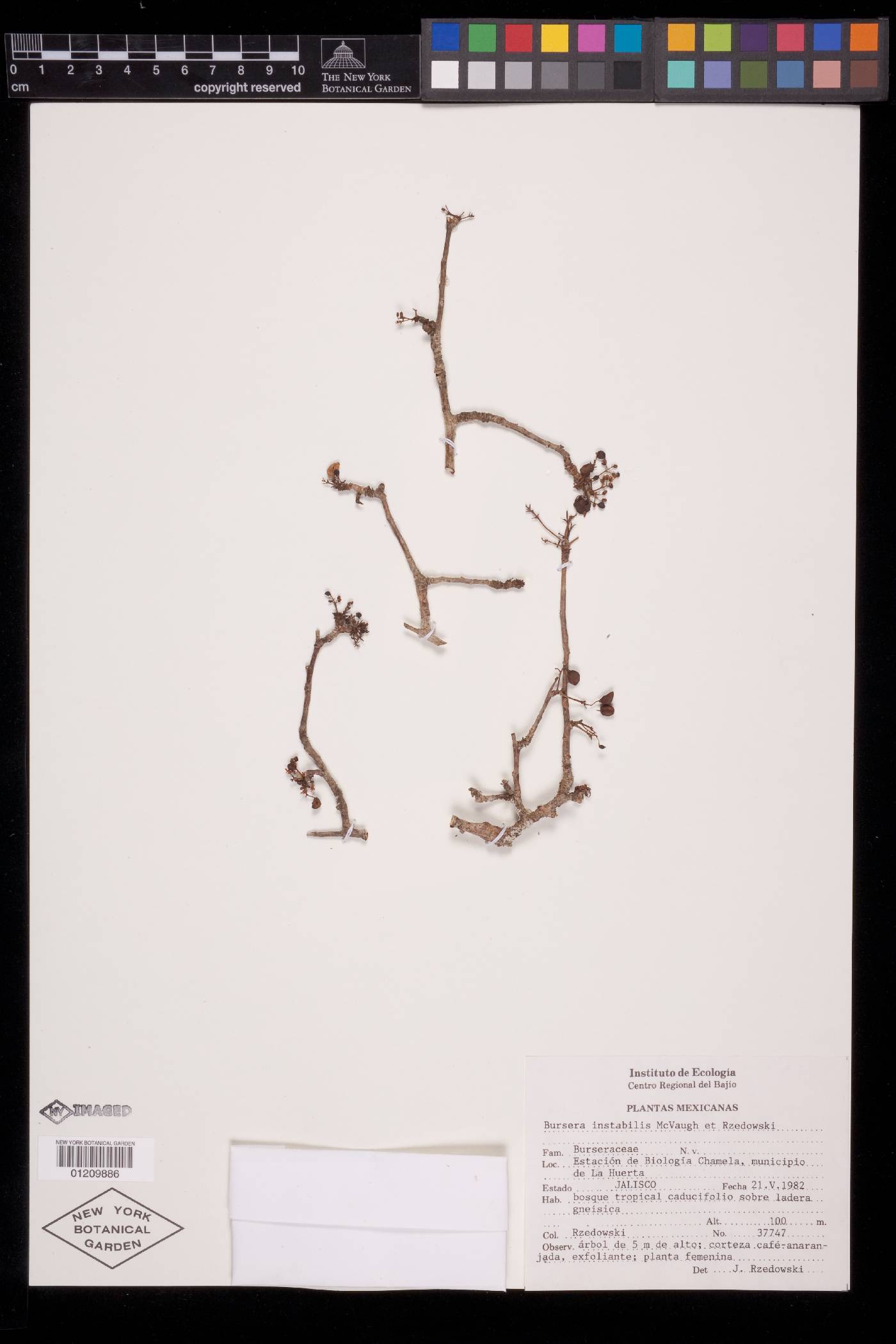 Bursera instabilis image